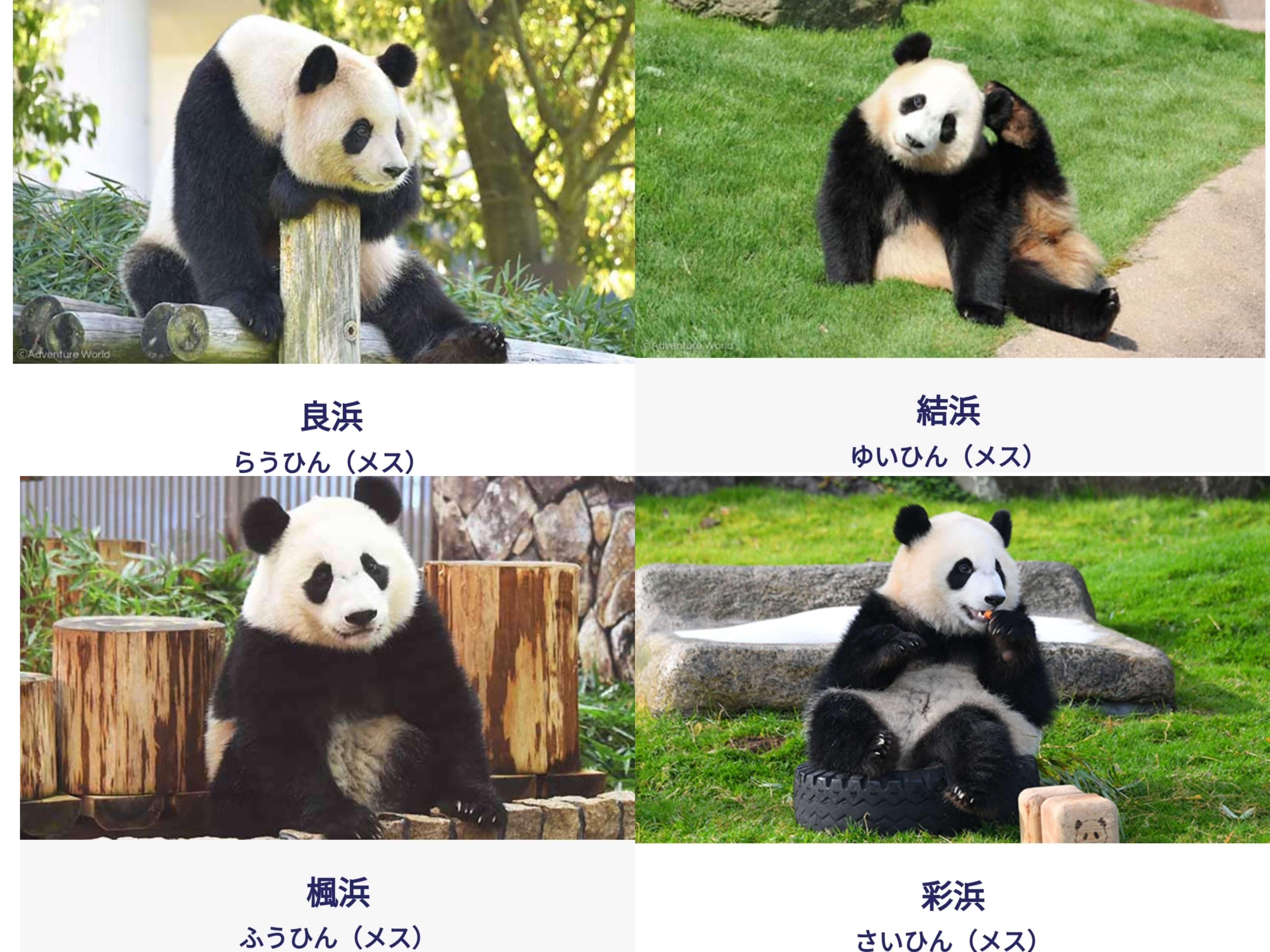 アドベンチャーワールドのパンダたち